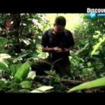 Fuga de las FARC Documental