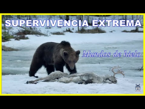 SUPERVIVENCIA EXTREMA #3 : MUNDOS DE HIELO 🥶 | Documental de animales