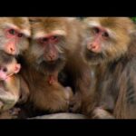 Cosas de monos🐒🐒🐒 Los macacos del Monte Huangshan (China) |  ⛰️ Fauna del TIBET ⛰️