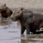🌳 COLOMBIA SALVAJE 🌳 | ▶️ #3 | Los guerreros de Los Llanos | (Capibaras, oso hormiguero…)