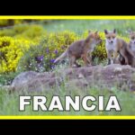 RÍO LOIRA SALVAJE 🦊 | (Naturaleza de Francia – Europa) | Zorros , castores, marmotas, abejarucos…
