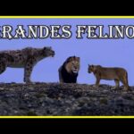 LA ERA DE LOS GRANDES GATOS | Episodio 3: SUPERVIVIENTES | Documental felinos: Puma, leopardo…