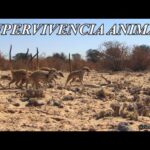 Sobrevivir en la naturaleza: Planes de batalla | Documental HD (Suricatos, hienas, buitres, uapití)