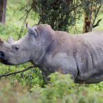 GRANDES HERBÍVOROS 🦏 🐘 | LA CARRERA DE LA VIDA | Documental HD de animales (Rinoceronte, elefante..)