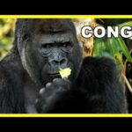 🦍🍌 EL CONGO 🦍🍌 | El corazón de África 🌍🌱 | Naturaleza y cultura congoleña