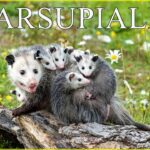 MARSUPIALES: Animales al natural | Documental HD