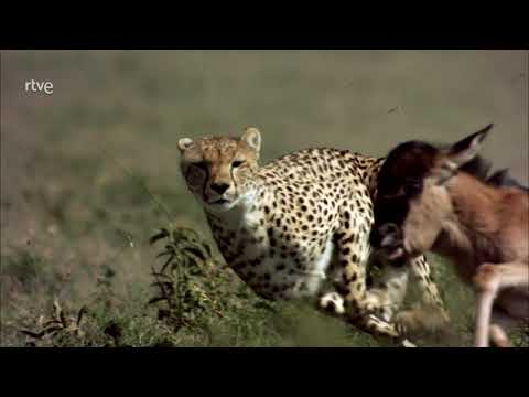 NACIDOS PARA CORRER 🌾🦬 🐆🌾 | Migración de Ñus en Africa | Guepardos, hienas y leones