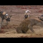 LICAONES VS HIENAS | Perros en territorio de leones | Documental de fauna salvaje de AFRICA Zimbabwe