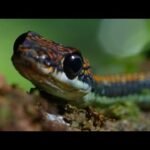 Bosques tropicales de Asia 🐍| Documental HD | ISLAS EN EL TIEMPO, una odisea de la naturaleza #3