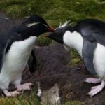 EL ALBATROS Y EL PINGÜINO | Una fábula austral | (Naturaleza de las Islas Malvinas)