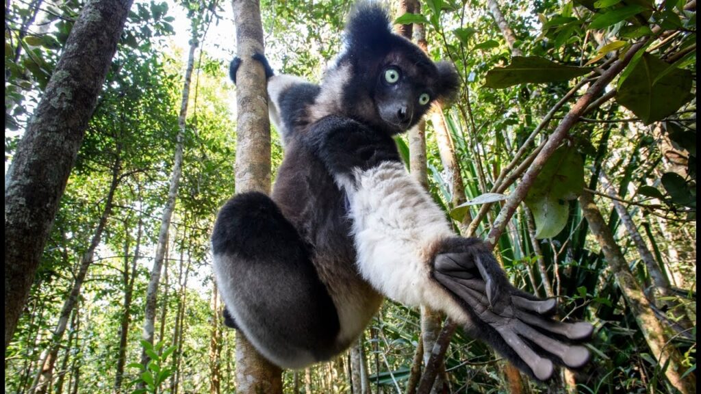 MADAGASCAR DESCONOCIDO: El bosque de los indris | Episodio 1 | Documental de animales en HD