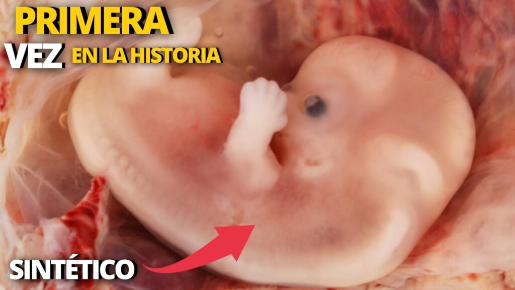 Crean embriones sintéticos sin utilizar espermatozoides ni óvulos | Robot cirujano en la ISS