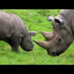 ANIMALES AL NATURAL #2  | 🦛 Hipopótamos y rinocerontes 🦏