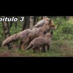 EL CORAZÓN SALVAJE DE LOS PAÍSES BAJOS | #3 ❄️🍁OTOÑO🍁❄️| Jabalí 🐗, Ciervo 🦌 y  zorro 🦊 | Documental