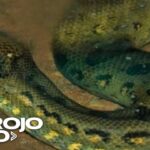 Investigadores descubren nueva especie de anaconda en la selva del Amazonas en Ecuador