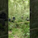 ESPALDAS PLATEADAS patrullan en medio de la selva 🌴🦍🌴