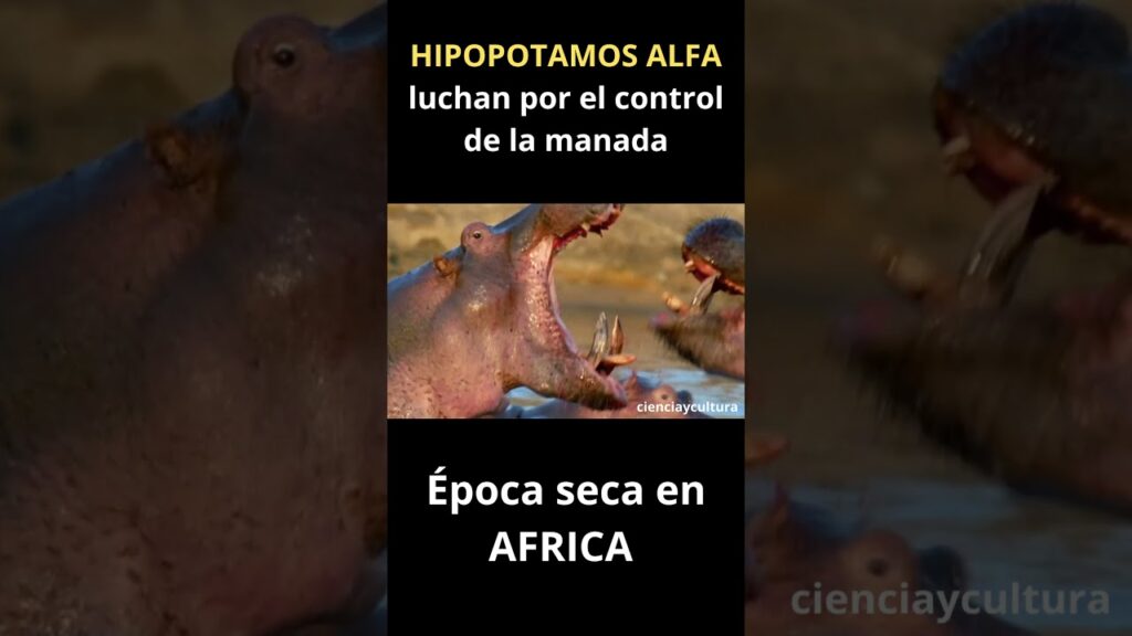 HIPOPOTAMOS luchan por el control de la MANADA durante la época seca en AFRICA | Fauna salvaje