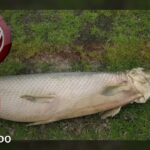 Atrapan un extraño animal mitad pez y mitad lagarto | Al Rojo Vivo | Telemundo