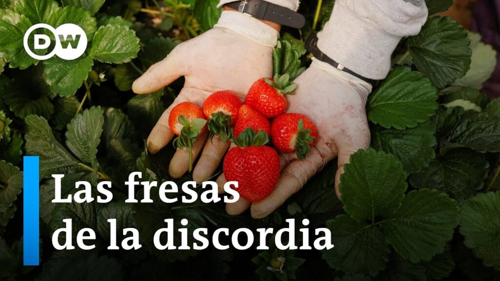 El cultivo de fresas en Andalucía agrava la crisis del agua